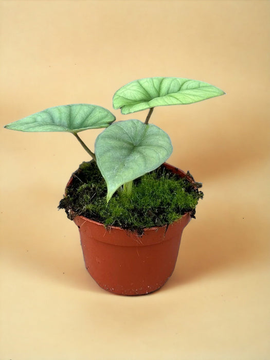 Alocasia Platino