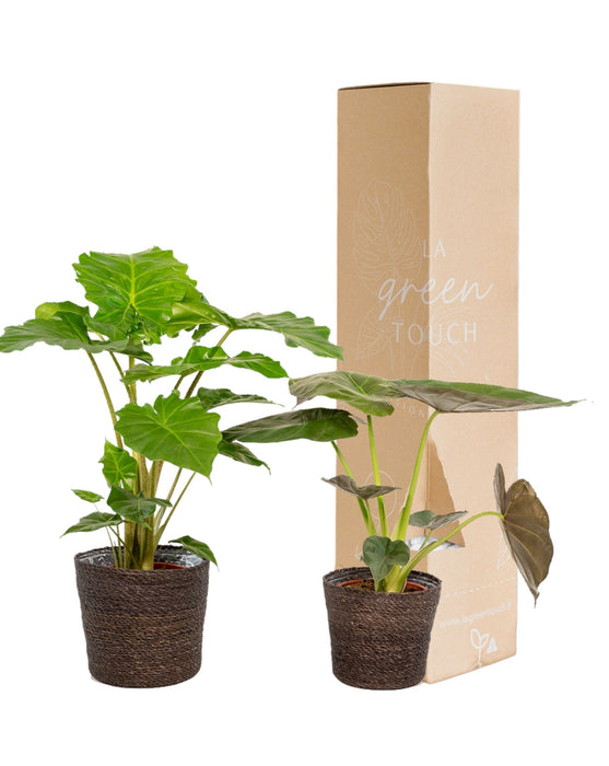 Alocasia Portodora - Set Di 2 Piante - Confezione Regalo