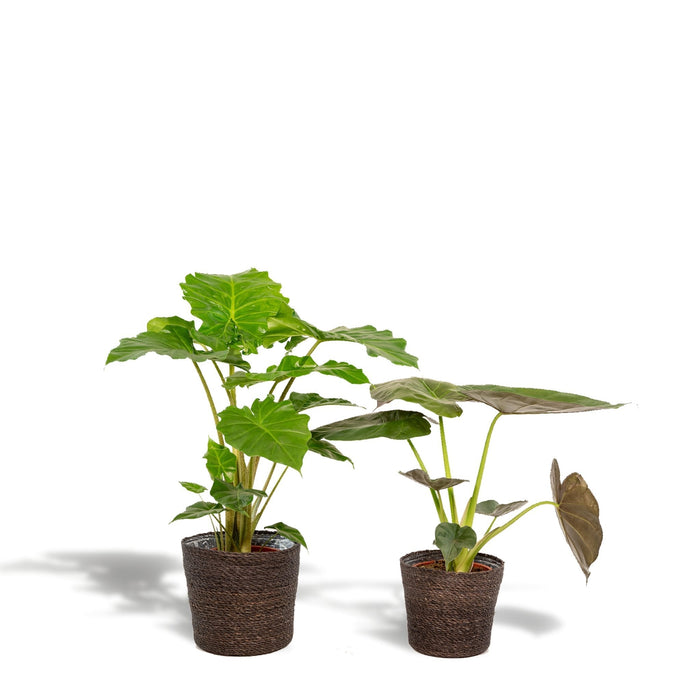 Alocasia Portodora - Set Di 2 Piante - Confezione Regalo