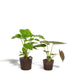 Alocasia Portodora - Set Di 2 Piante - Confezione Regalo