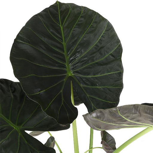 Scudo Regale Di Alocasia E Il Suo Vaso