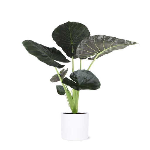 Scudo Regale Di Alocasia E Il Suo Vaso