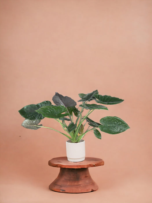 Alocasia Wentii