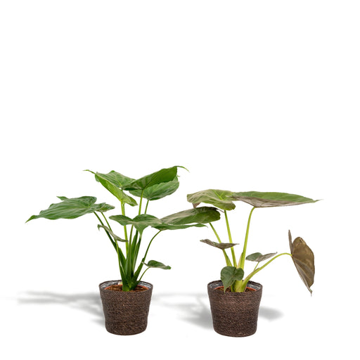 Alocasia Wentii - Set Di 2 Piante - Confezione Regalo