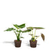 Alocasia Wentii - Set Di 2 Piante - Confezione Regalo