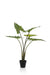 Alocasia Artificiale