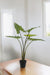 Alocasia Artificiale