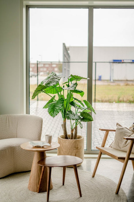 Alocasia - Grande Pianta Artificiale