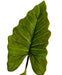 Alocasia - Grande Pianta Artificiale
