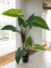 Alocasia - Grande Pianta Artificiale