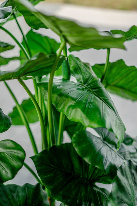Alocasia - Grande Pianta Artificiale