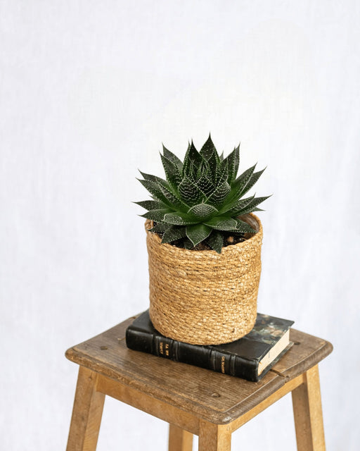 Aloe Ami H15Cm - Succulente