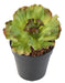 Paletto Di Aloe Artificiale 16Cm Cactus Da Interno Verde