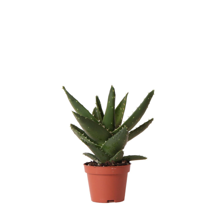Aloe Brevifolia H14Cm