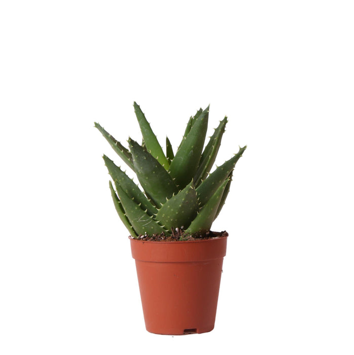 Aloe Brevifolia H20Cm - Succulente