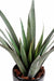 Aloe Ferox Artificiale In Vaso Per Esterno 65 Cm