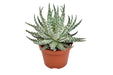 Aloe Mara H15Cm - Pianta Succulenta Da Interno
