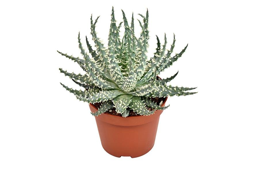 Aloe Mara H15Cm - Pianta Succulenta Da Interno