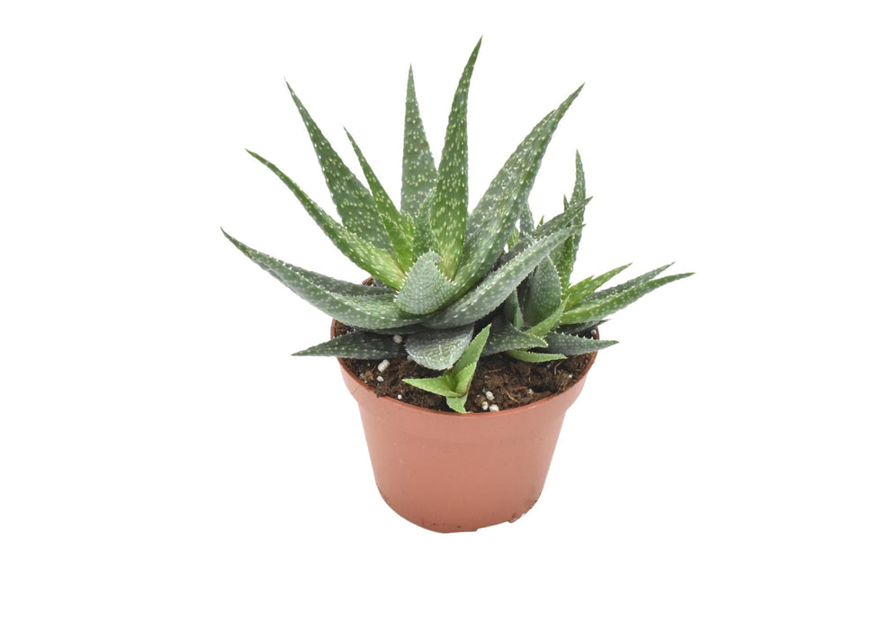 Aloe Migori H15Cm - Mini Pianta Grassa Da Interno