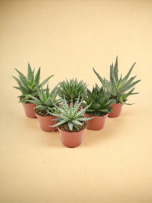 Aloe Mix - 6 Pezzi - Ø10,5Cm - ↕14Cm