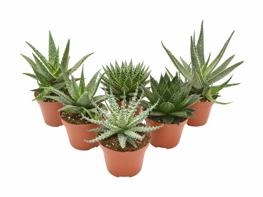 Aloe Mix - 6 Pezzi - Ø10,5Cm - ↕14Cm