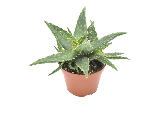Aloe Thiba H15,0Cm