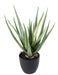 Aloe Vera Artificiale H.48Cm Per Decorazione Interni
