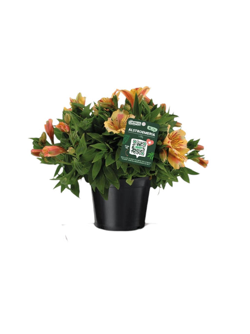 Arancio Alstroemeria