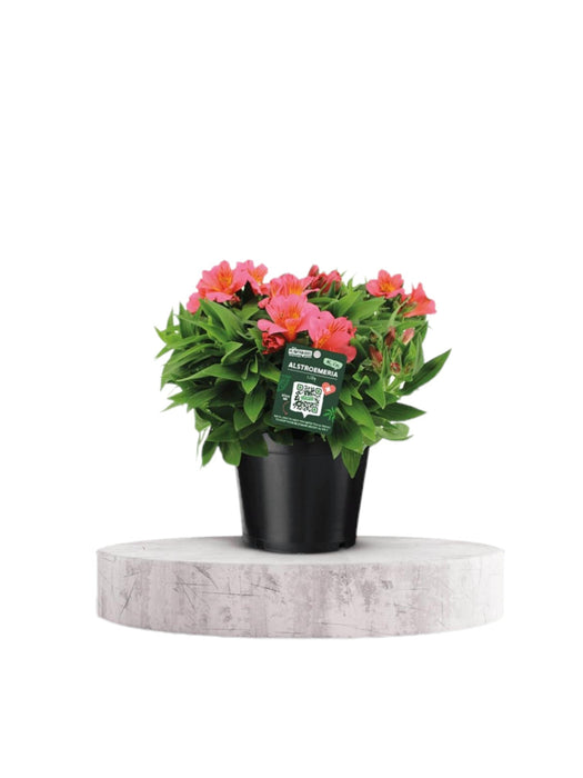 Alstroemeria Rosa