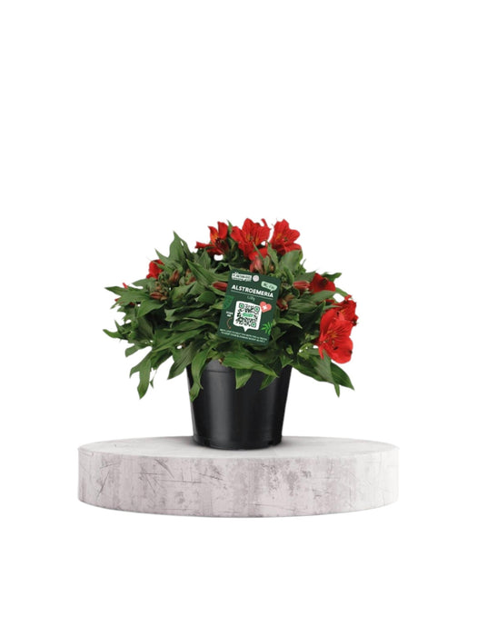 Alstroemeria Rossa