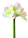 Amaryllis Artificiale 3 Fiori Bianchi 70Cm