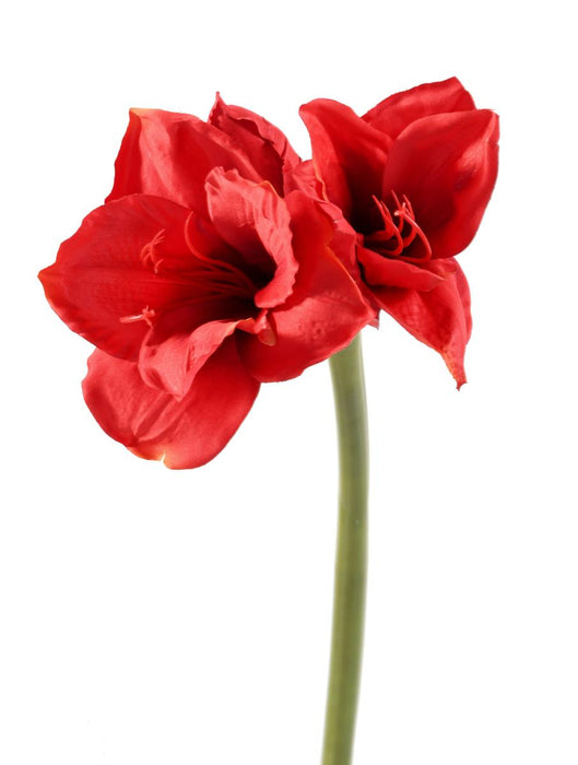 Amaryllis Artificiale Rosso 75Cm Con Stelo