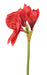 Amaryllis Artificiale Rossa Con Gambo 60 Cm