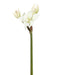 Amaryllis Tropicale Artificiale 1F 2B 60Cm