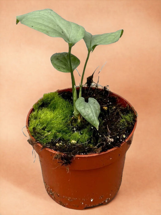 Amydrium Argento Medio