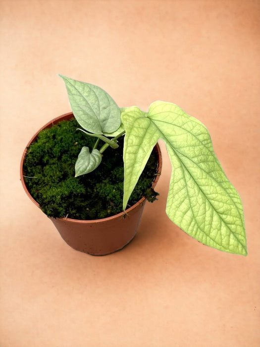 Amydrium Argento Medio