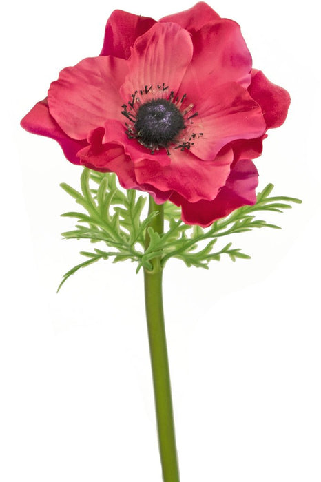 Anemone Fucsia Di Lusso