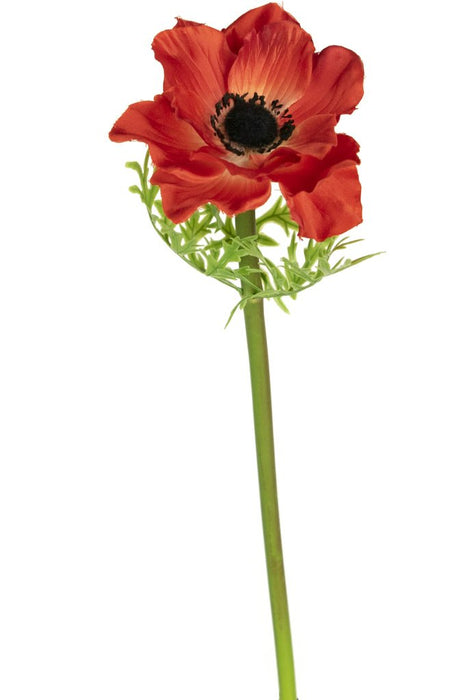 Anemone Rosso Di Lusso