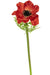 Anemone Rosso Di Lusso