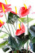 Anthurium Artificiale In Vaso Rosso Decorazione Interni 50Cm