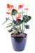 Anthurium Artificiale In Vaso Rosso Decorazione Interni 50Cm