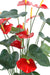 Anthurium Artificiale Rosso In Vaso 75Cm Decorazione Interni