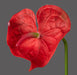 Anthurium Artificiale Stelo Rosso 66 Cm Decorazione Floreale