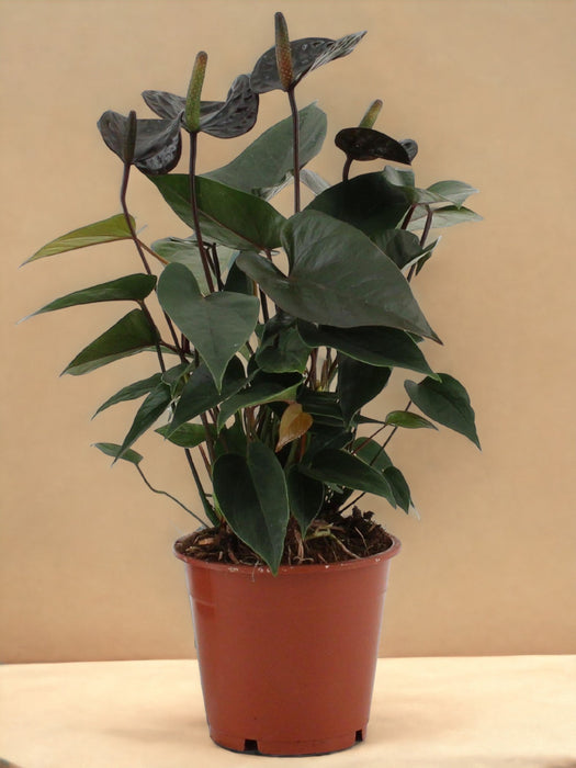 Anthurium Nero Amore
