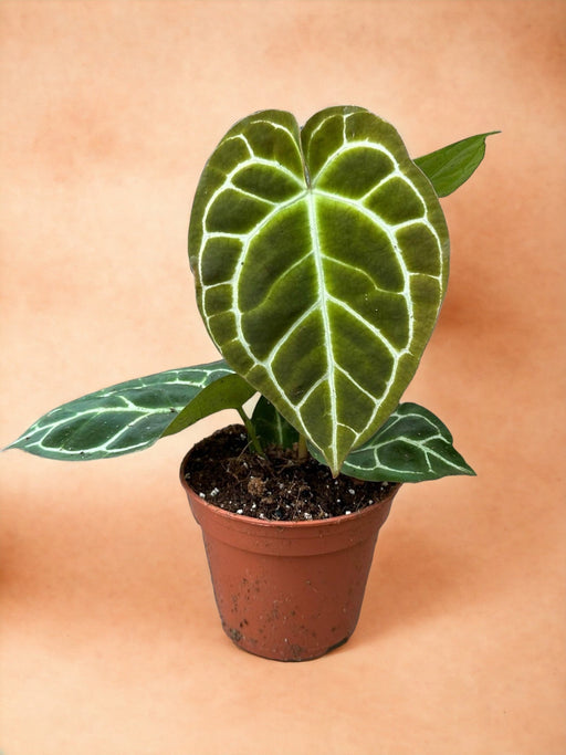 Anthurium Cristallino