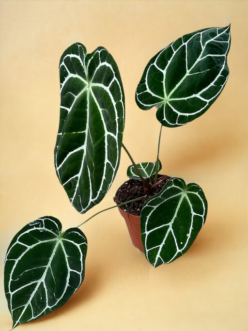 Anthurium Cristallino
