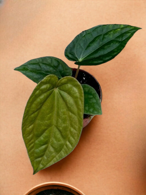 Anthurium Magnificum X Luxuriani