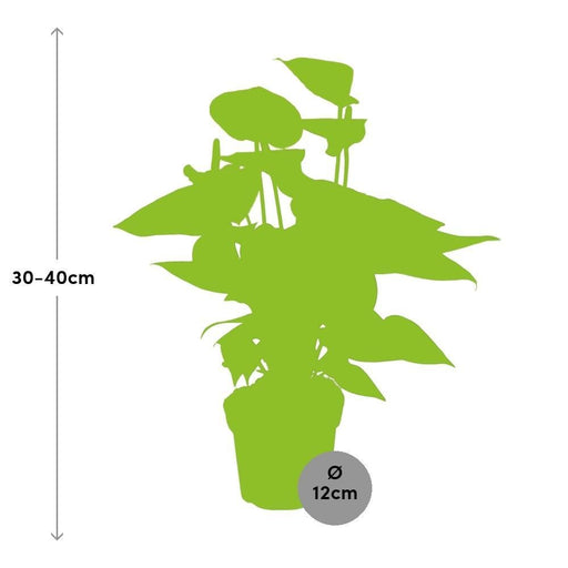 Rugiada Di Pesca Di Anthurium