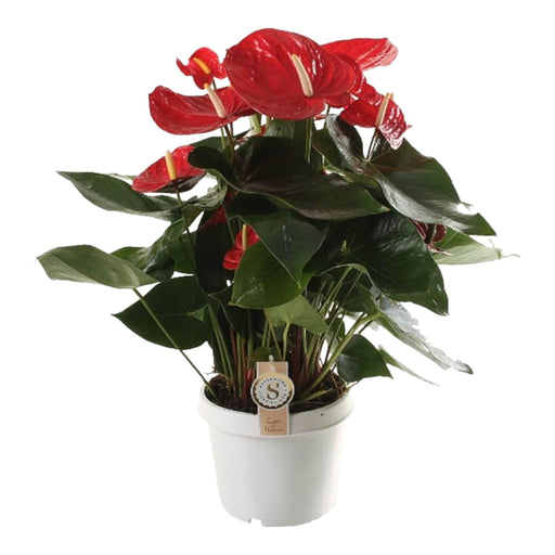 Anthurium 'Campione Rosso'
