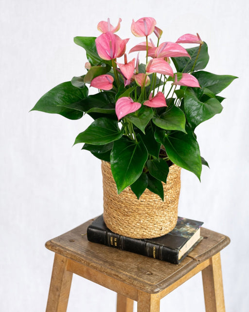 Anthurium Rosa Cipria